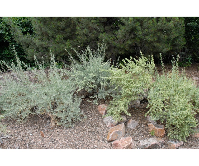 Saltbush